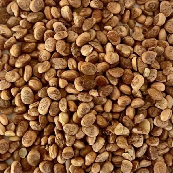 CHIRANJI SEEDS